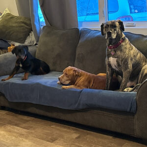Daily Dog Jan 18