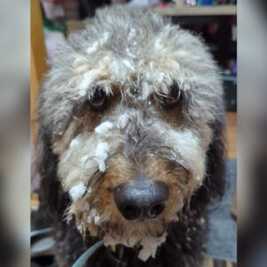 Daily Dog Jan 22