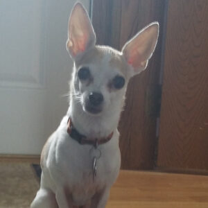 Daily Dog Jan 23