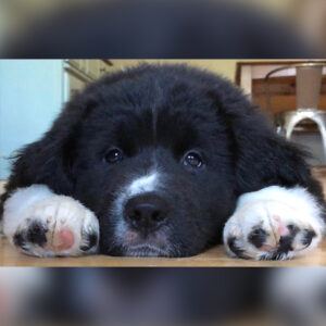 Daily Dog Jan 24