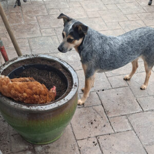 Daily Dog Jan 26