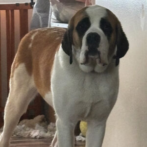 Daily Dog Jan 29th