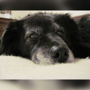 Feb 2 Daily Dog