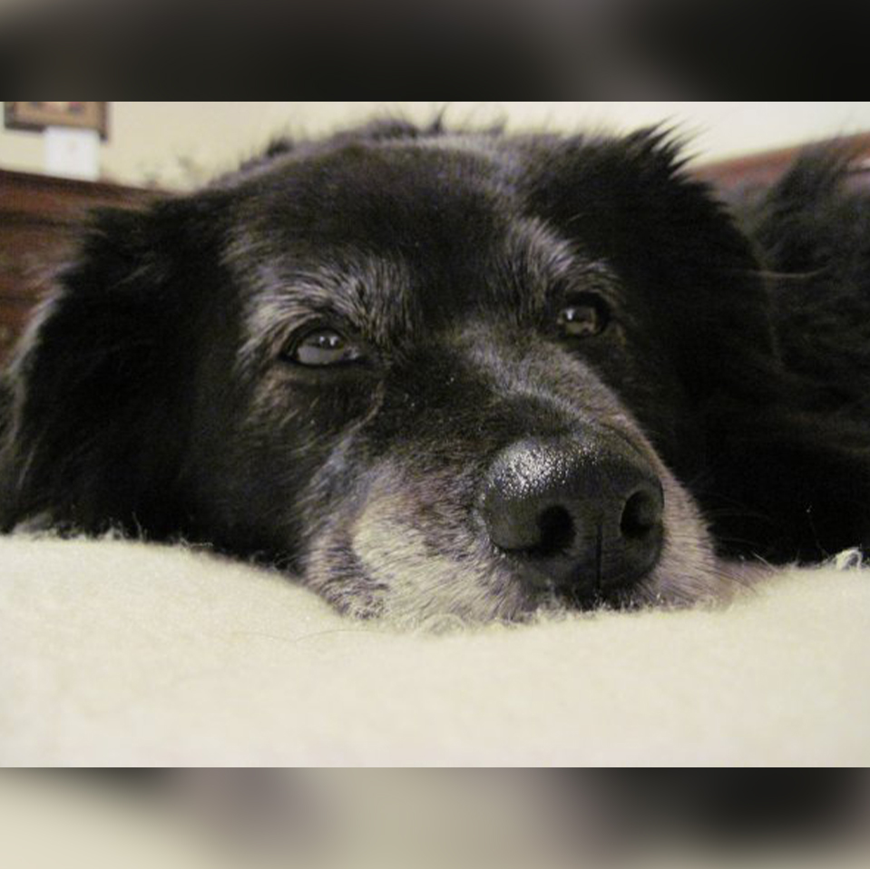 Feb 2 Daily Dog