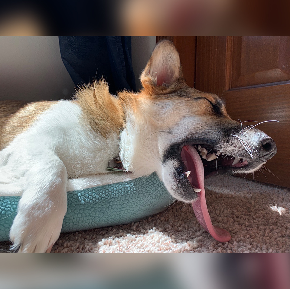 Feb 5 Daily Dog