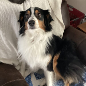 Daily Dog Feb 6
