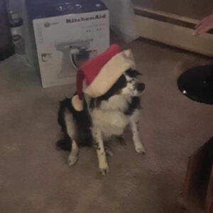 Daily Dog Feb 7