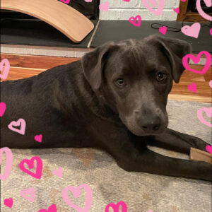 Daily Dog Feb 14