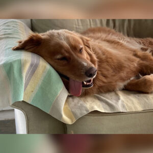 Daily Dog Feb 16