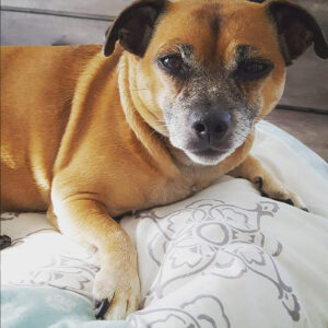 Daily Dog Feb 21
