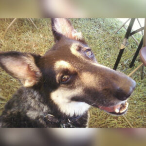 Daily Dog Feb 22