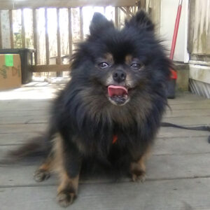 February 26 Daily Dog