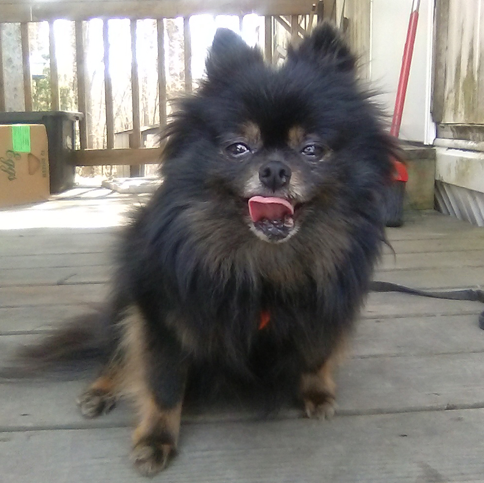 February 26 Daily Dog