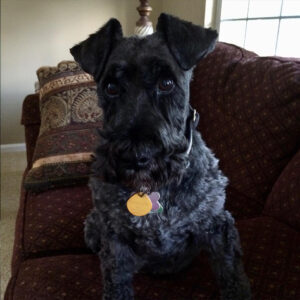 Daily Dog Feb 28