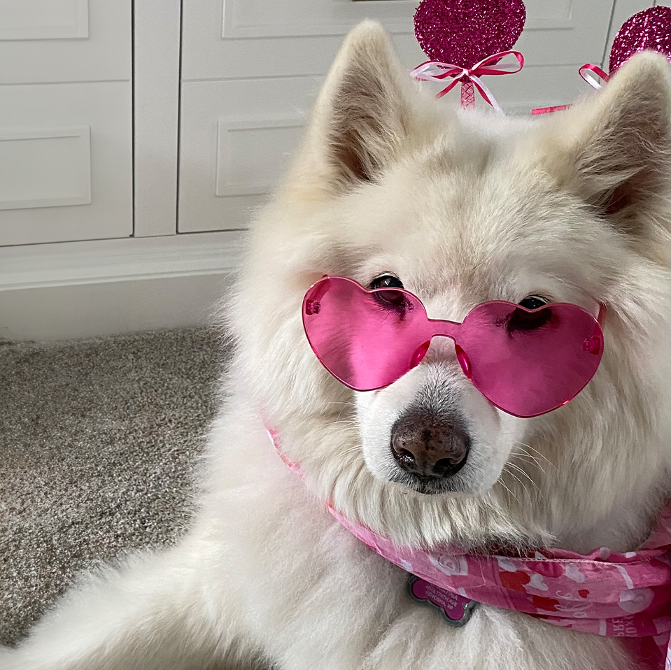 Daily Dog Feb 14