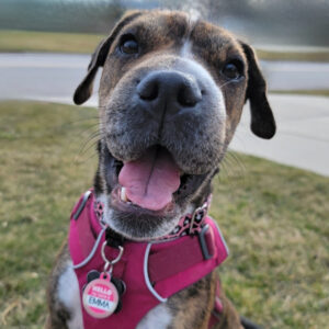 Daily Dog Mar 5