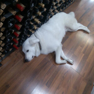 Daily Dog March 1