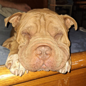 Daily Dog Mar 6