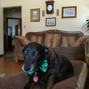 Daily Dog Mar 11