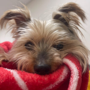 Daily Dog March 13