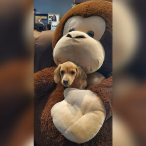 Daily Dog March 14