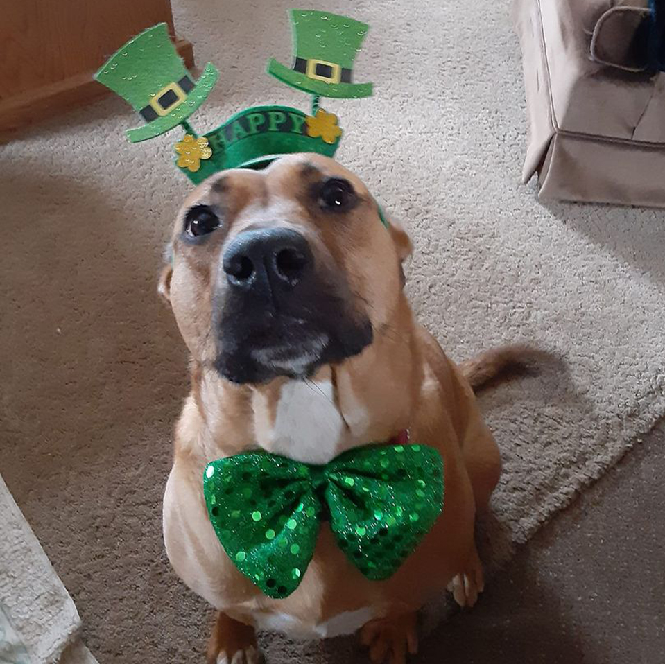 Daily Dog March 15