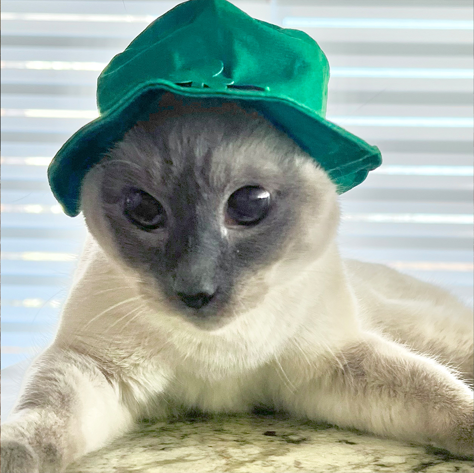 Daily Cat 3/18