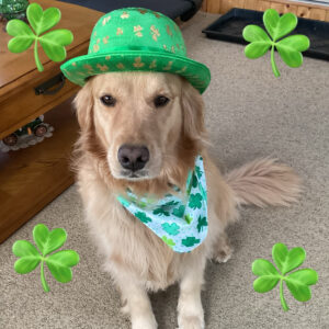 Daily Dog Mar 19