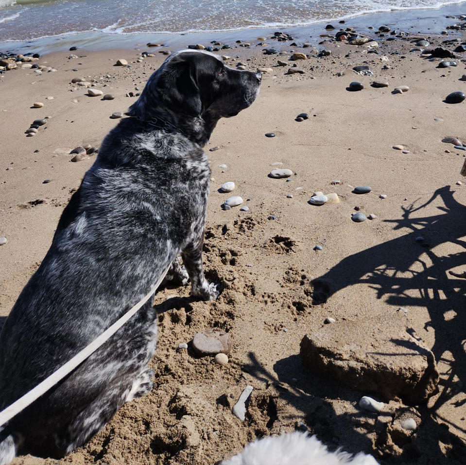 Daily Dog March 20
