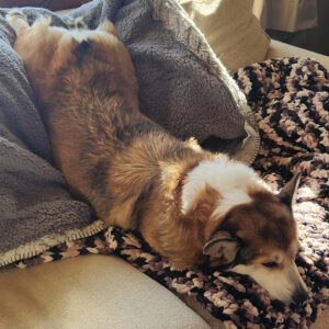 Daily Dog March 21