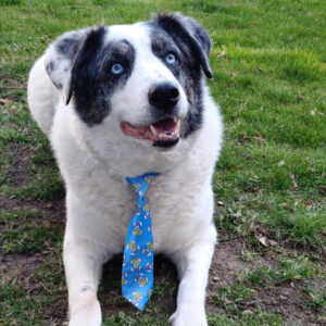 Daily Dog March 22