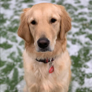 Daily Dog March 25