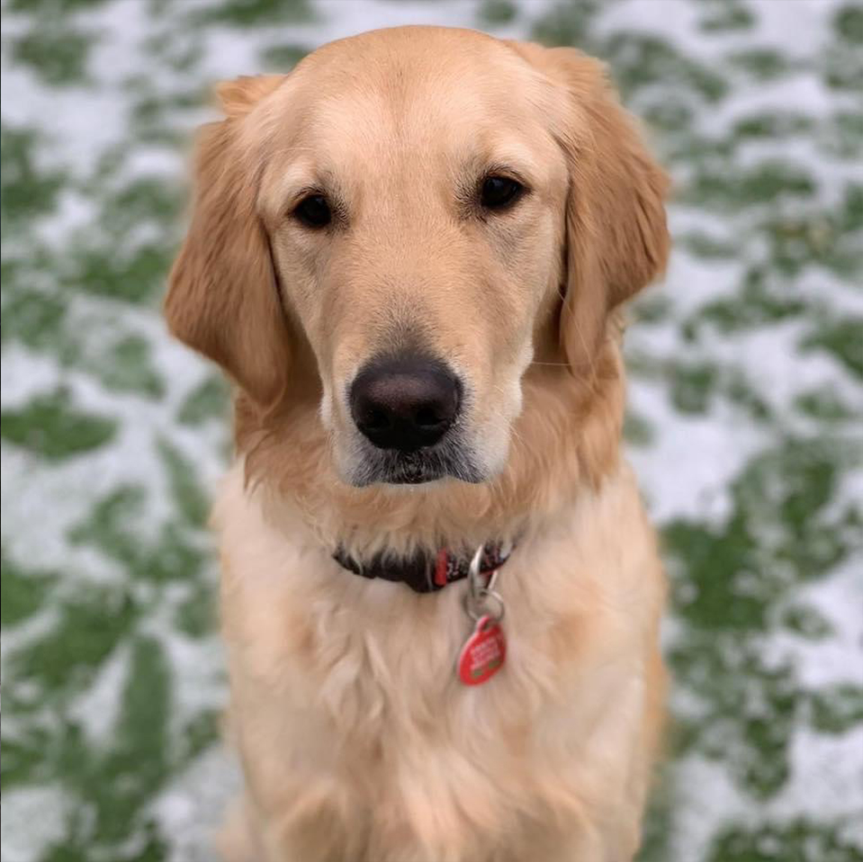 Daily Dog March 25