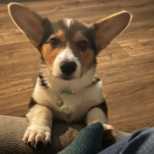 Daily Dog March 26