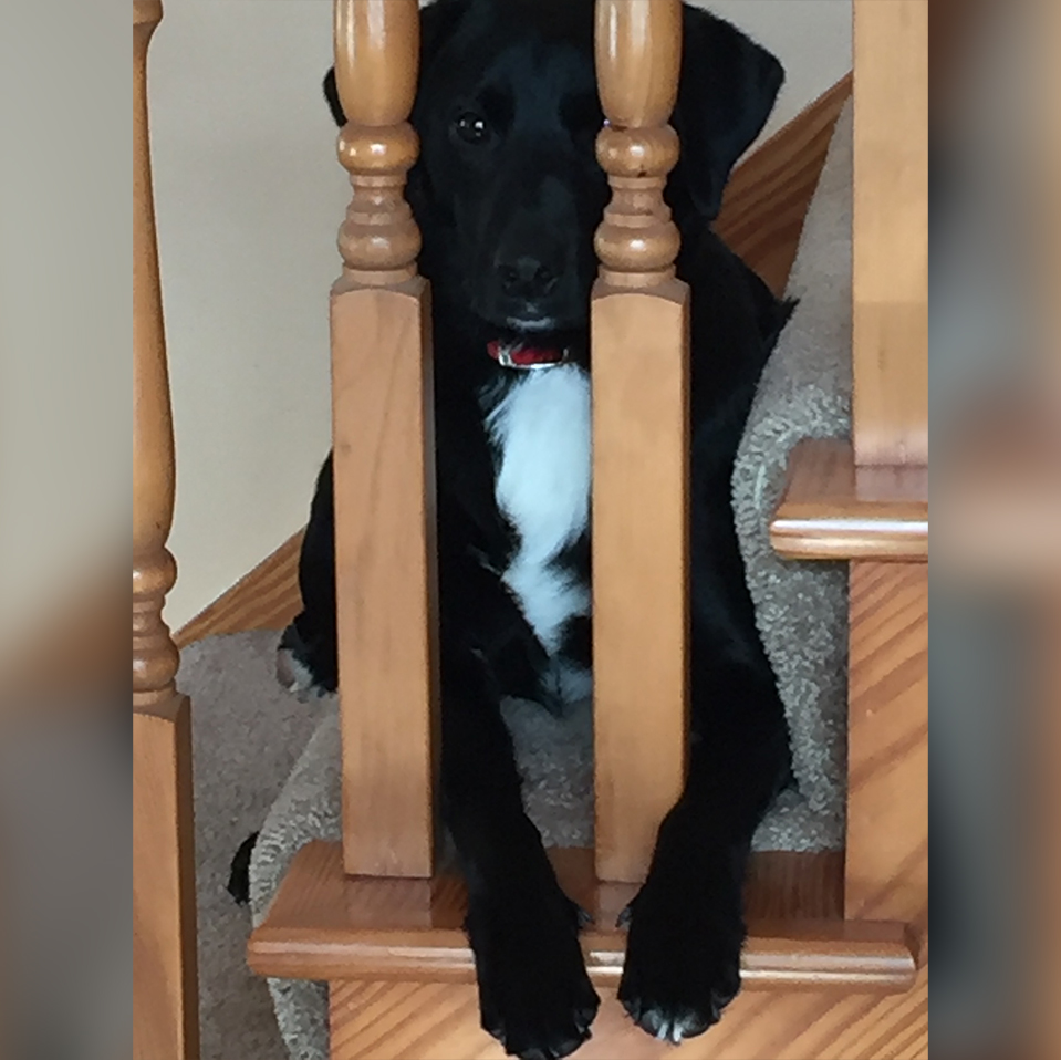 Daily Dog March 28