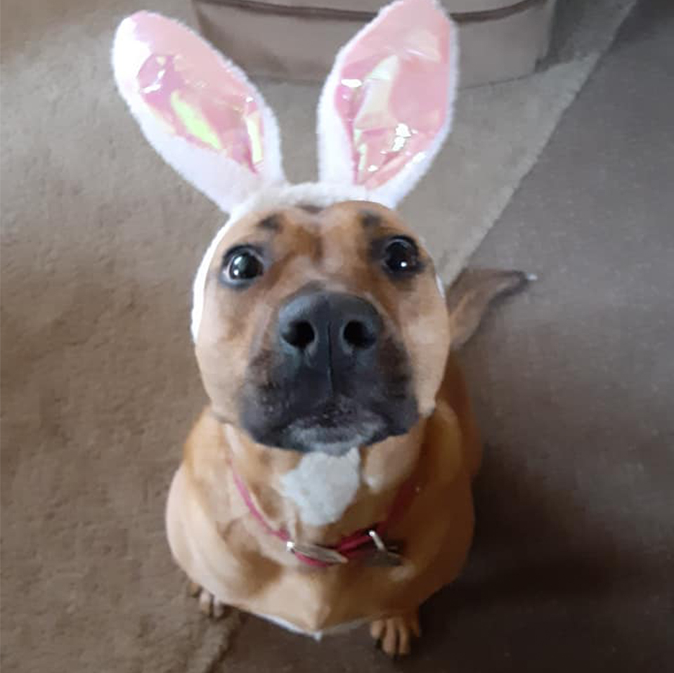 March 28 Daily Dog
