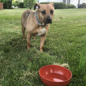 Daily Dog April 8