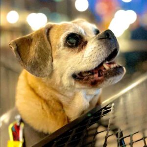 Daily Dog May 1
