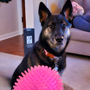 April 2 Daily Dog
