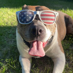 Daily Dog May 8th