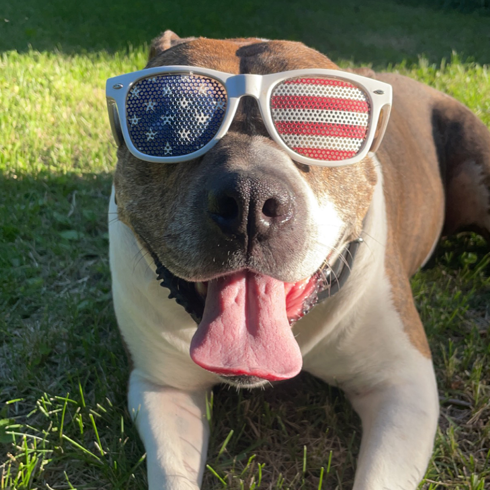 Daily Dog May 8th