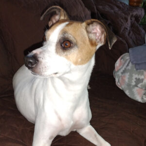 Daily Dog May 9