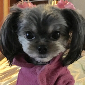 Daily Dog
