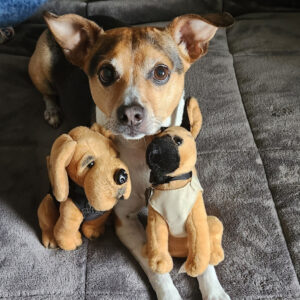 Daily Dog