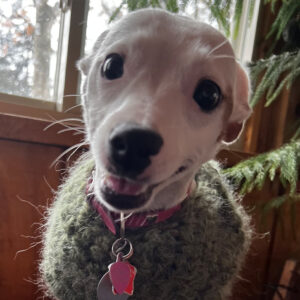 Daily Dog