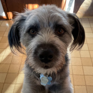 Daily Dog