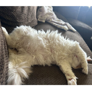 Daily Dog