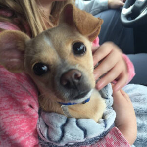 Daily Dog