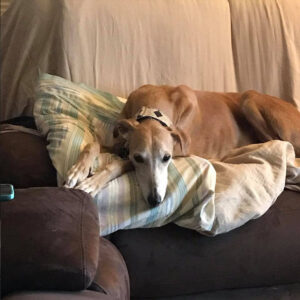 Daily Dog