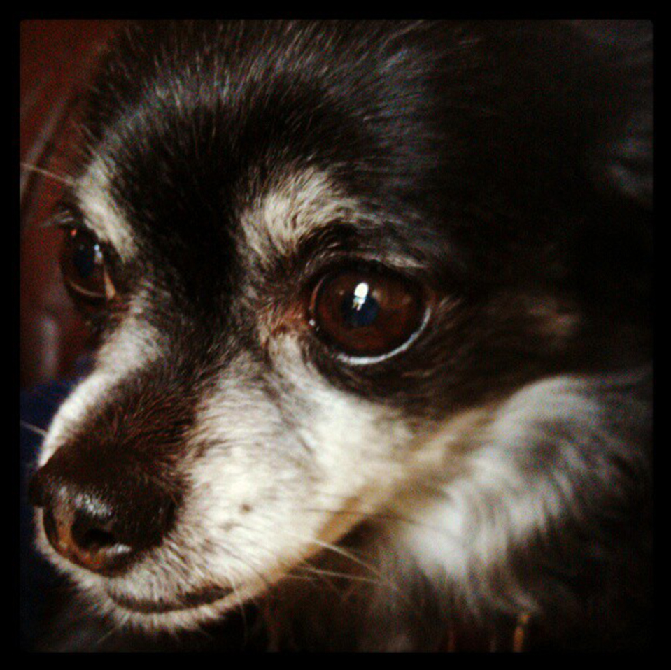 Daily Dog